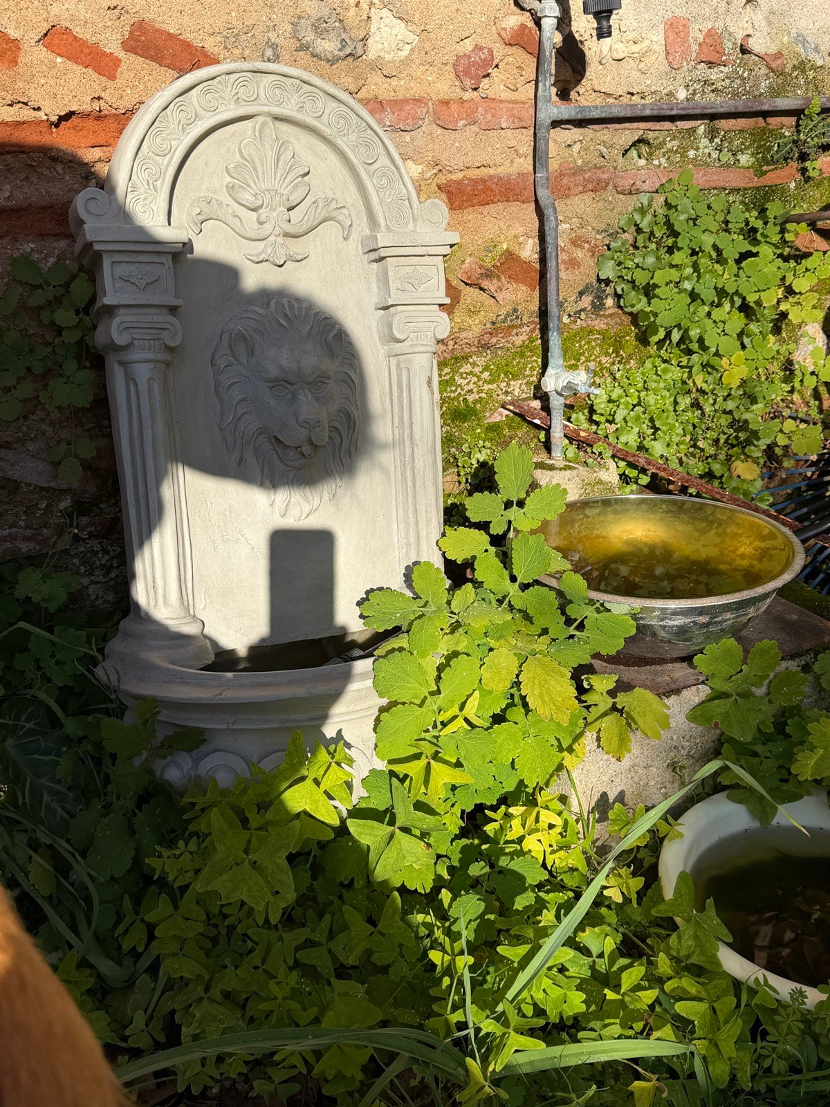 La fontaine à la tête de lion, la verdure qui reprend ses droits sur la pierre.